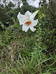 Lilium brownii