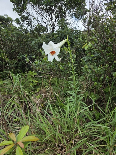 Lilium brownii, photograph 2