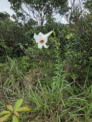 Lilium brownii, photograph (c) Emilie P, some rights reserved (CC BY)