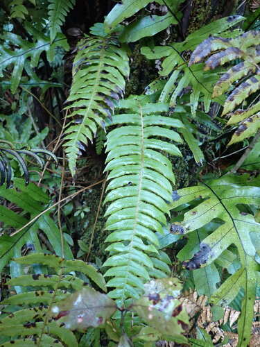 Cranfillia vulcanica observed 2026-06-29