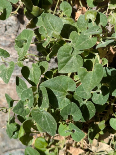 Wright's Dutchman's Pipe