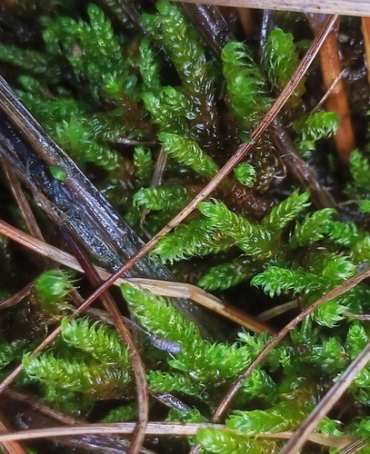 Drepanocladus lycopodioides observed 2026-06-14