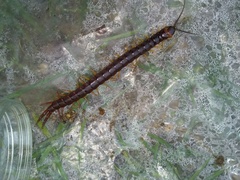 Scolopendra angulata