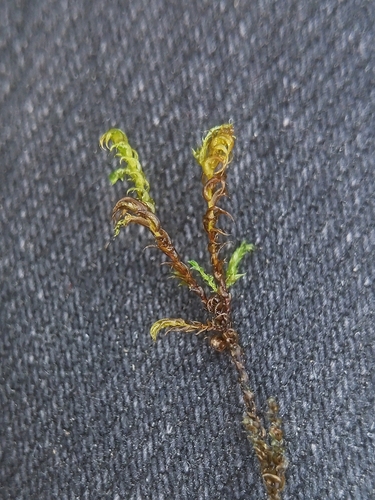 Drepanocladus sendtneri observed 2026-06-15