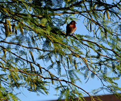 Haemorhous mexicanus