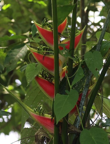 Heliconia wagneriana, photograph 6