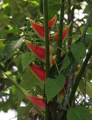 Heliconia wagneriana, photograph (c) Andrea Gantzer, some rights reserved (CC BY)