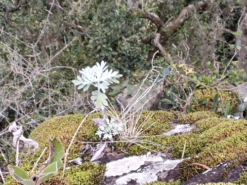 Senecio vira-vira