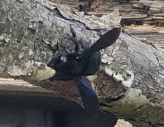 Xylocopa violacea