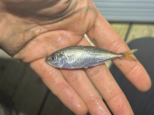 Rough scad (Trachurus lathami) — Carangidae — 2