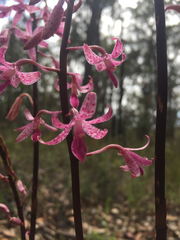 Dipodium roseum, photograph (c) Bryce Watts-Parker, some rights reserved (CC BY)