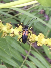 Typocerus lunulatus