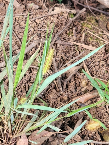 Setaria parviflora observed 2026-07-05