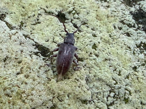 Oopsis, 2026-07-05