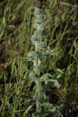 Echium italicum