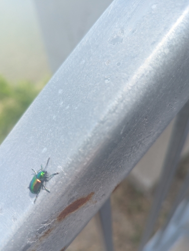 Dogbane Leaf Beetle