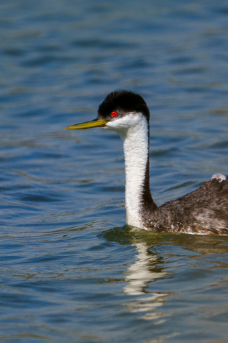 iNaturalist observation photo of Western Grebe
