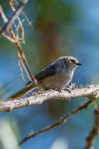 iNaturalist observation photo of Bushtit