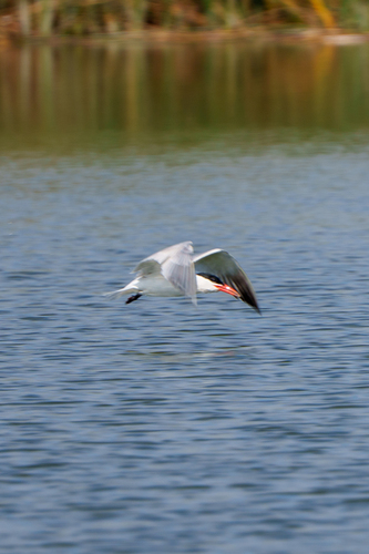 iNaturalist observation photo of Caspian Tern