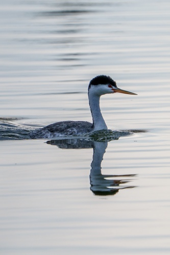iNaturalist observation photo of Clark's Grebe