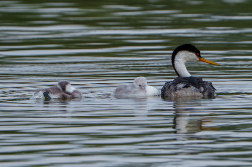 iNaturalist observation photo of Western × Clark's Grebe