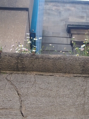 Erigeron karvinskianus