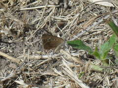 Aricoris indistincta