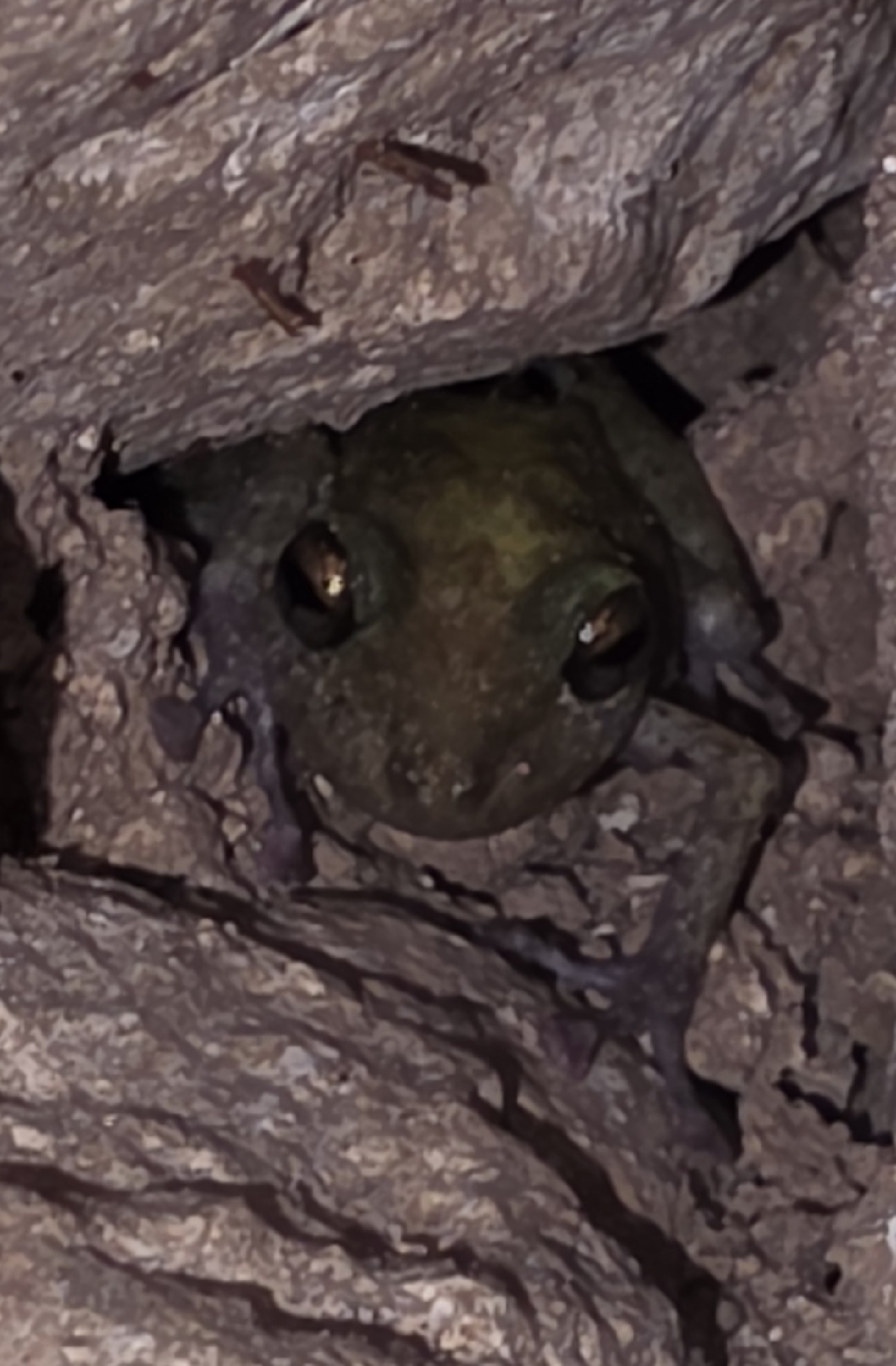 Limestone Rainfrog photo 8
