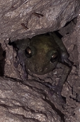 Limestone Rainfrog photo 4