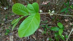Piparea dentata