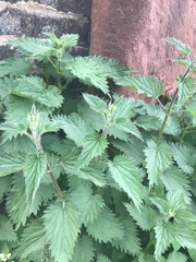 Urtica dioica
