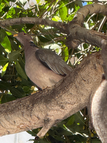 Band-tailed Pigeon