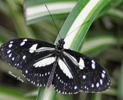 Heliconius atthis