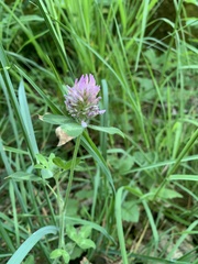 Trifolium pratense