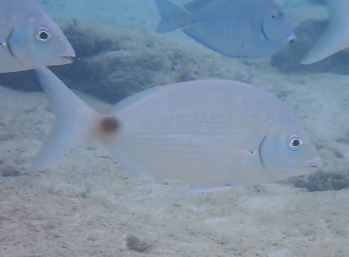 Bermuda porgy (Diplodus bermudensis) — Sparidae — 4