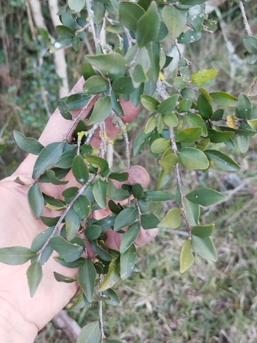 Sebastiania ramosissima, photograph 2