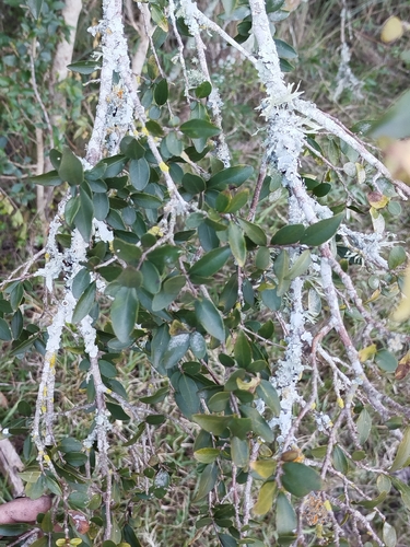Sebastiania ramosissima, photograph 3