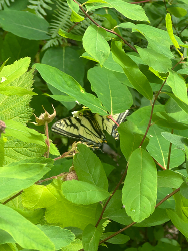 Canadian Tiger Swallowtail