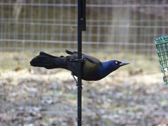 Quiscalus quiscula versicolor