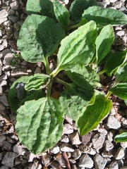 Plantago major