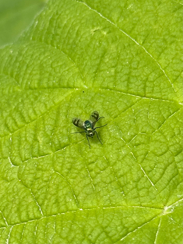 Condylostylus occidentalis