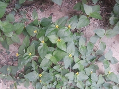 Calyptocarpus vialis