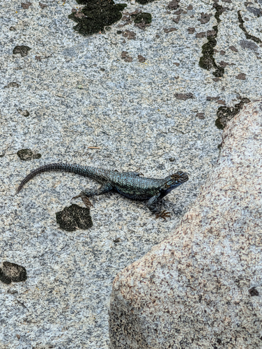 iNaturalist observation photo of Western Fence Lizard