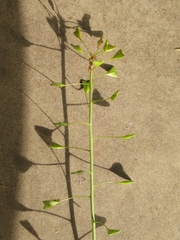 Capsella bursa-pastoris