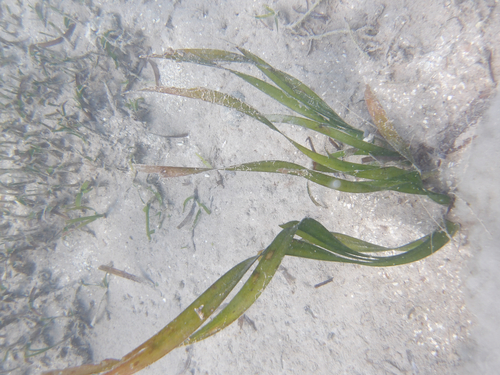 Enhalus acoroides, photograph 1