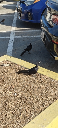Great-tailed Grackle