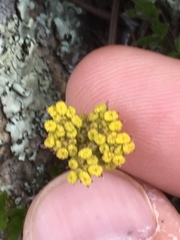 Cymopterus hallii
