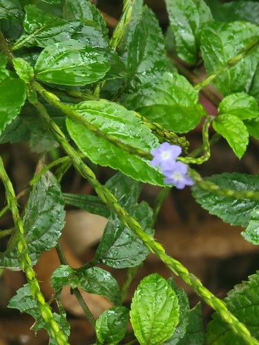 Stachytarpheta jamaicensis observed 2026-07-05