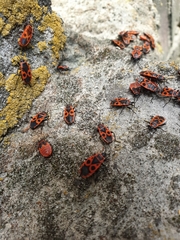 Pyrrhocoris apterus