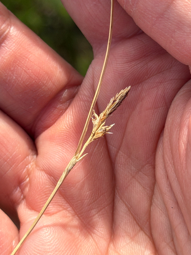 Carex globosa, photograph 2